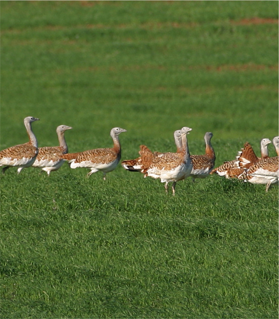 Birdwatching Algarve Alentejo