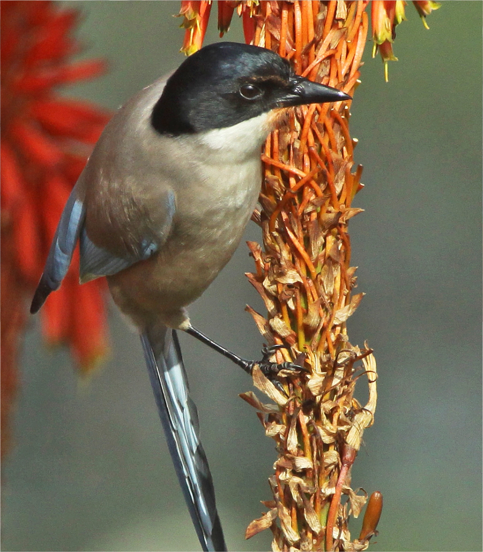 Birdwatching Algarve Alentejo