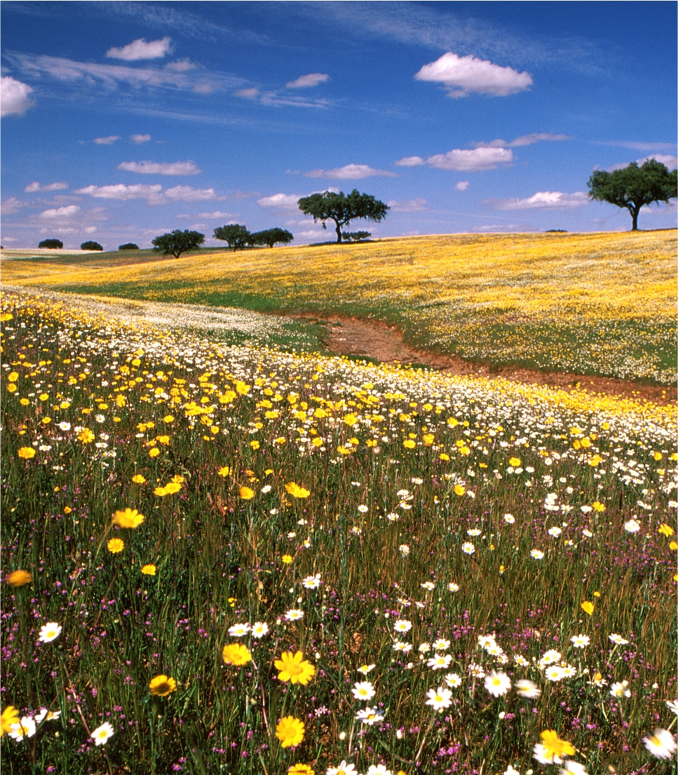 Golden Alentejo