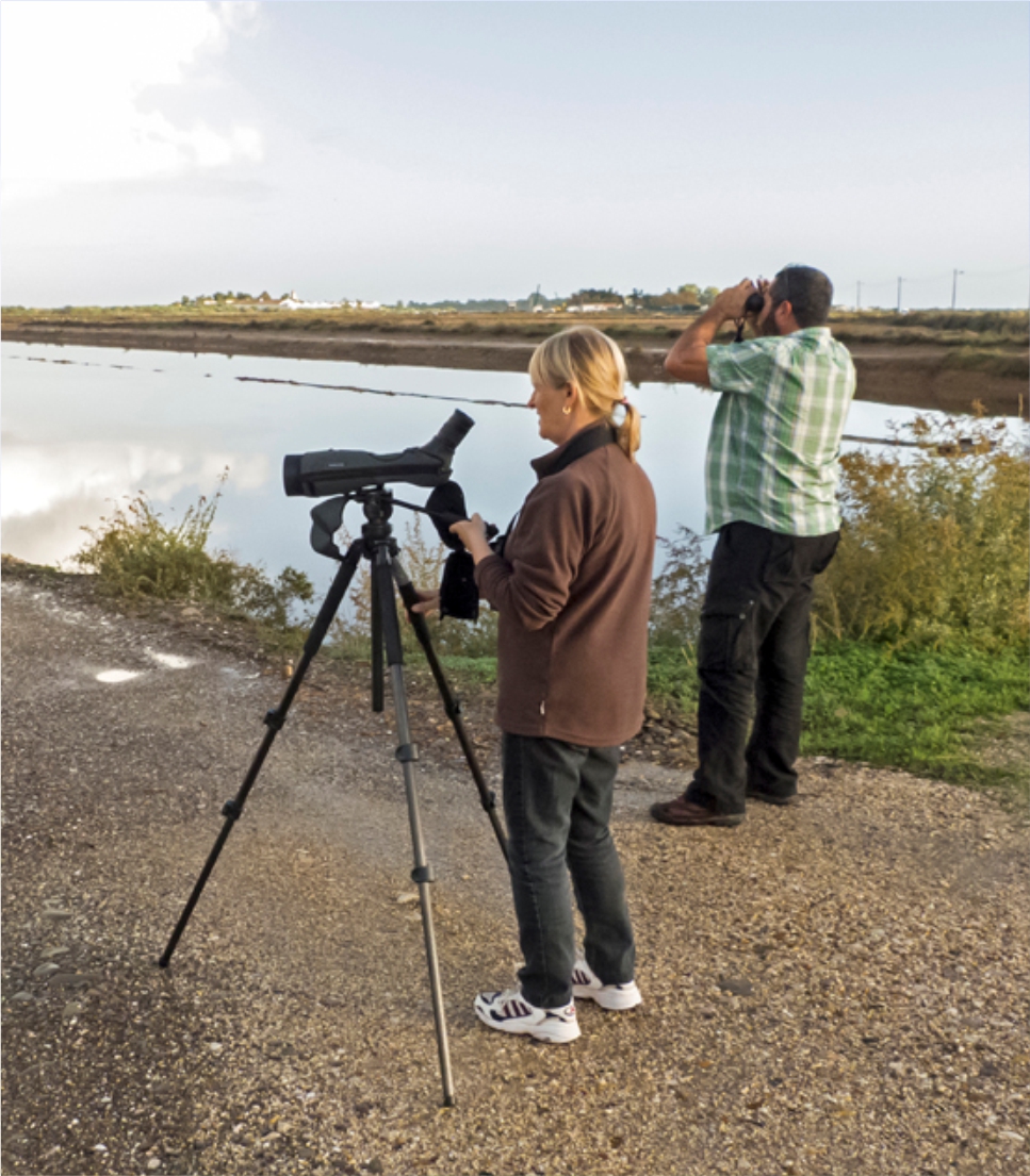 Ria Formosa Natural Park, A Birdwatcher’s Paradise - Flamingo