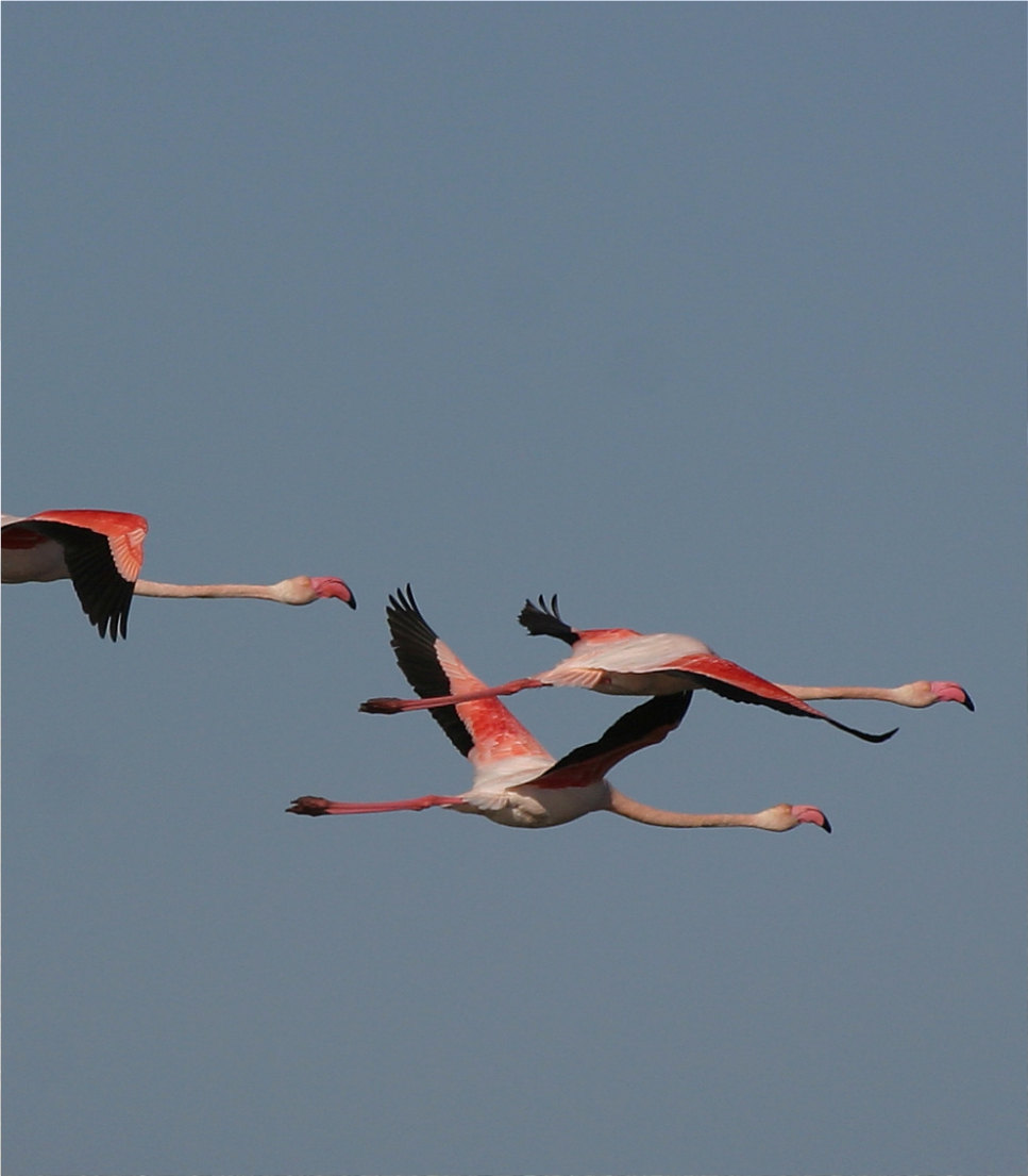 Ria Formosa Natural Park, A Birdwatcher’s Paradise