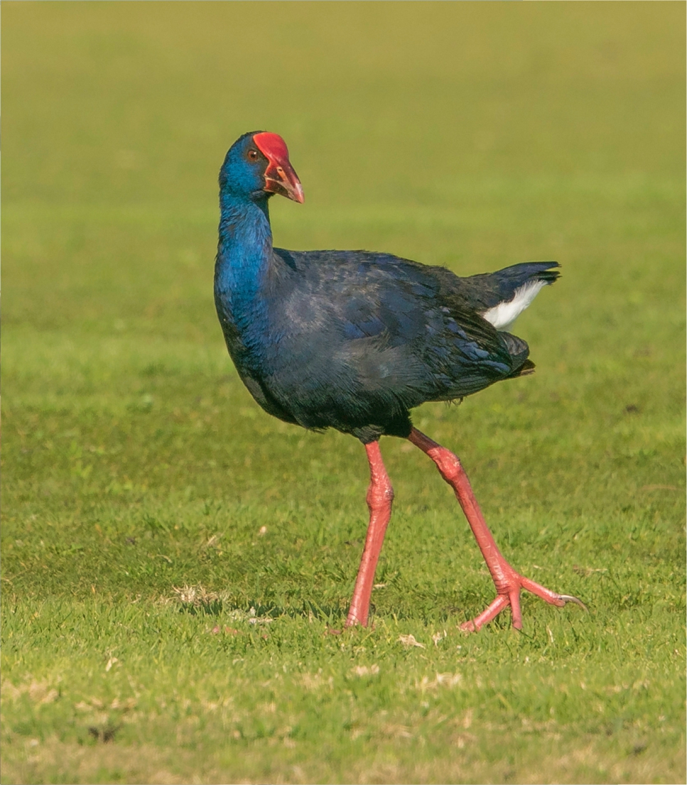 Birding in Tavira and Ria Formosa - Western Swamp-hen