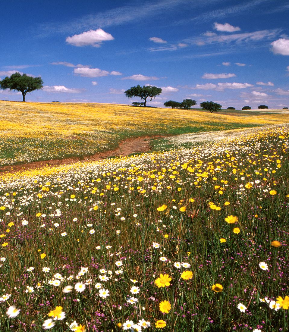 Alentejo - Gastronomy & Wines